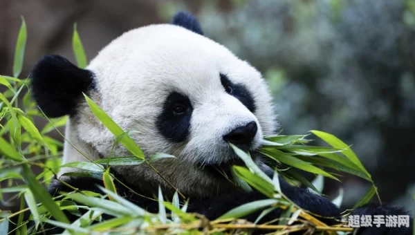 大熊猫自出现到现在至少有多少年?