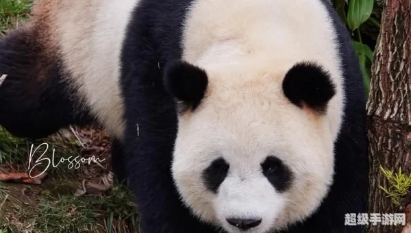 大熊猫自出现到现在至少有多少年?