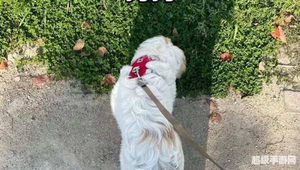 跳跳犬