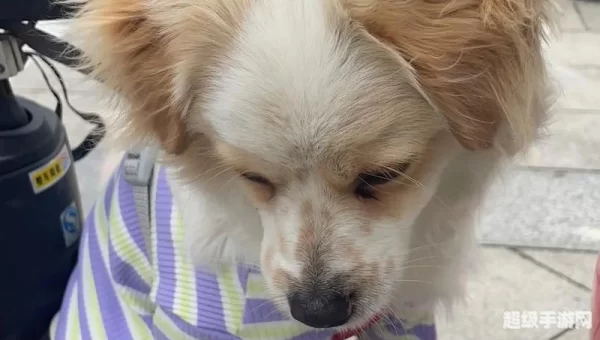 跳跳犬