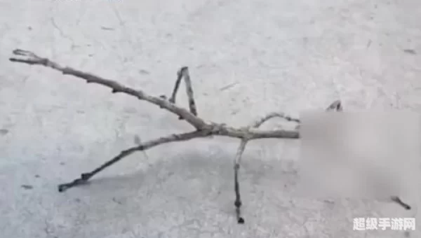 伪装大师