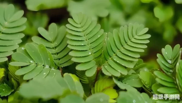 含羞草视频