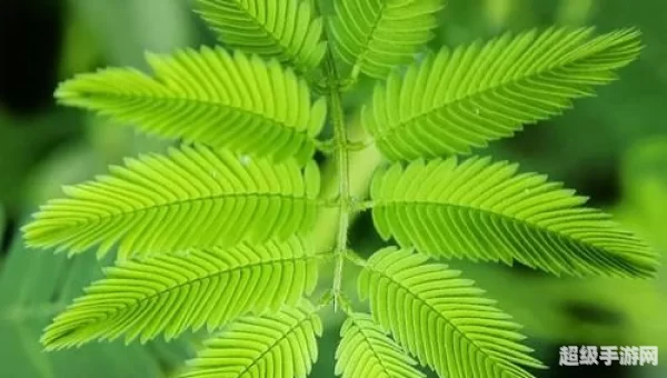 含羞草视频