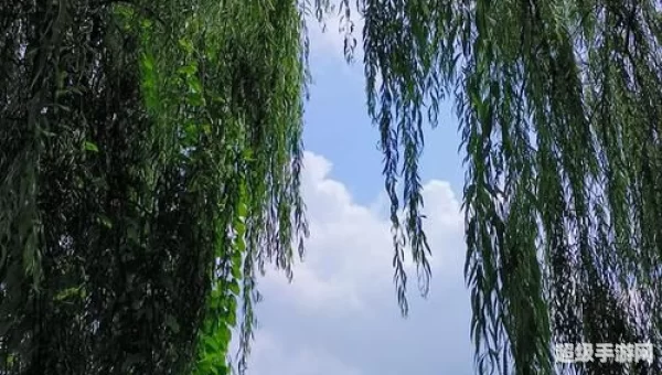 柳木美丽
