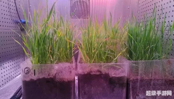 月球上能不能种菜